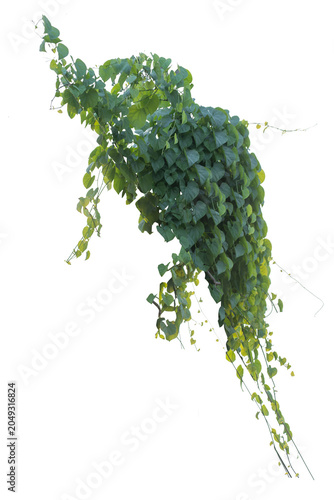 climbing plant, heart-shaped leaves. Vines on a white background. Clipping path included.