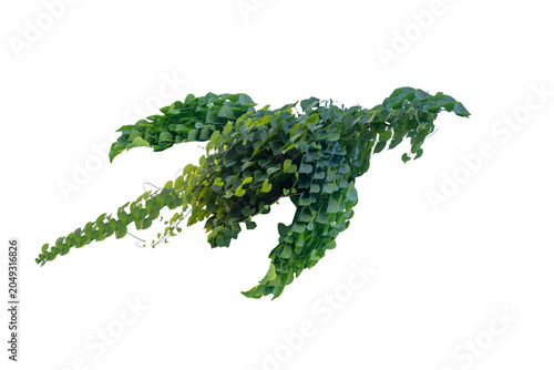 climbing plant, heart-shaped leaves. Vines on a white background. Clipping path included.