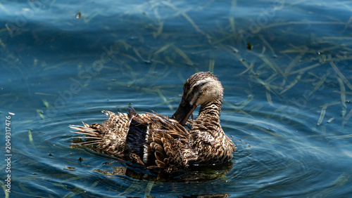 Schilderij op canvas Serene Duck in Nature beautiful background design concept