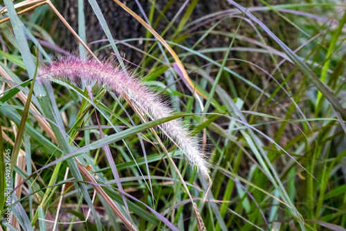 fluffy purple fountain grass fountain head bowing gracefully amidst a lush tangle of green and purple wild weeds in
