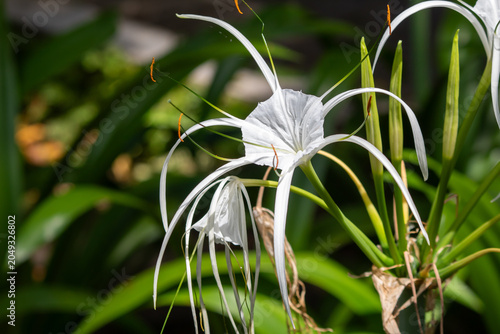 white spider lily blooming brightly in highlighting its long delicate petals and thin green filaments against a lush garden backdrop.