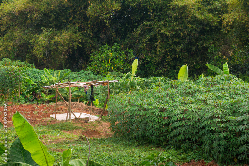 Obraz premium Lush greenery fills the frame with vibrant tropical plants