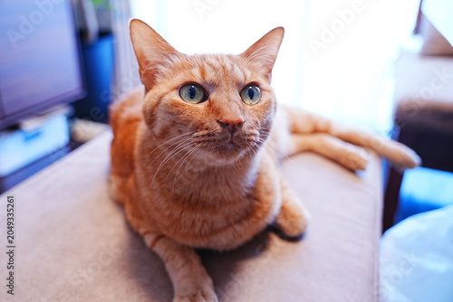 Cute Orange Tabby Cat looking at the camera, Domestic Pet Lifestyle - こちらを見つめる可愛い茶トラ猫 室内でのペット