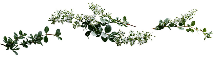 Green eucalyptus leaves branch decorative on transparent background
