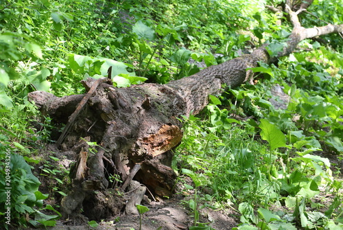 Schilderij op canvas An old, rotten tree lies in the grass, toppled by a hurricane