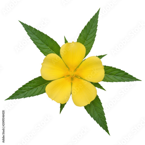 Bright yellow flower with green leaves isolated on white