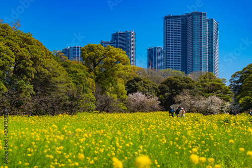 浜離宮恩賜庭園