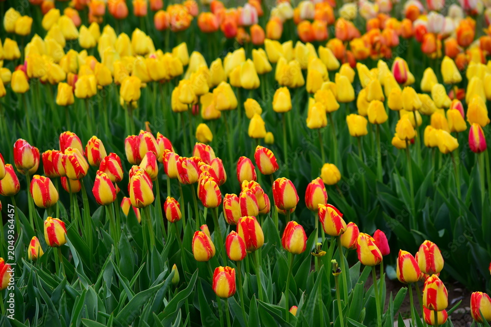 Obraz premium Color tulips flowers