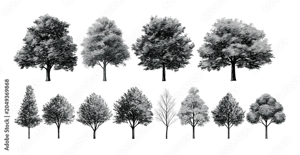 Fototapeta premium Set of black and white trees silhouettes on transparent background