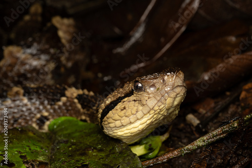 Jumping pit viper Atropoides picadoi