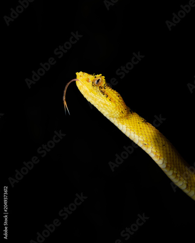 Photos Golden Morph Eyelash Viper