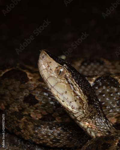 Fer-de-dance snake 