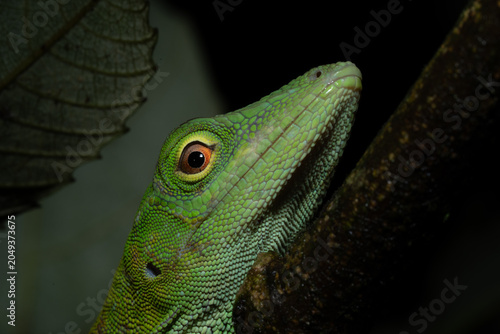 green anole lizard on a branch