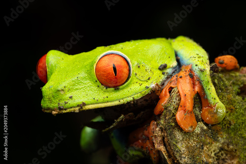 Red Eyed Tree Frog
