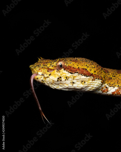 Fotografi Yellow Eyelash Viper with tongue out