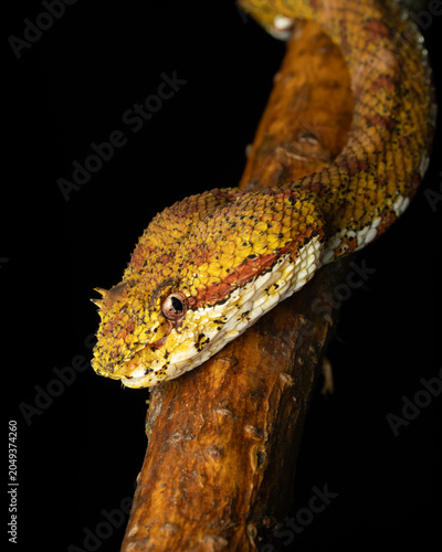 Yellow Eyelash Viper