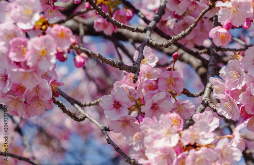 青空に映える河津桜