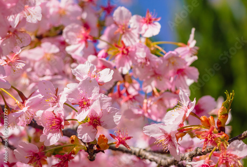 青空に映える河津桜