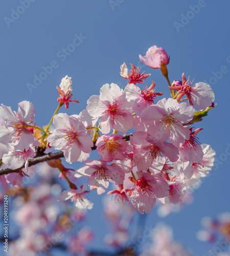 青空に映える河津桜