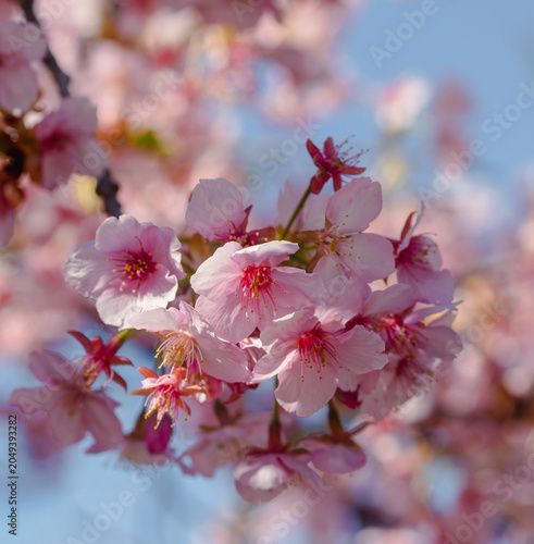 青空に映える河津桜