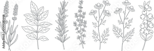Foto Collection of delicate line art botanical illustrations of medicinal herbs and p