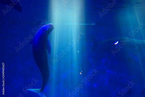 三重県 津市の鳥羽水族館