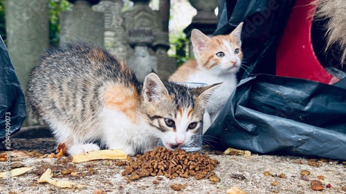 Fotografie Two cute little stray kittens eating dry pet food on the ancient stone ground of the historic Eyup Sultan Cemetery in Istanbul, showcasing urban animal care