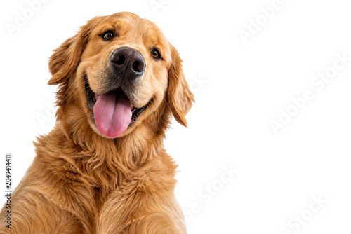 Fotografie Happy golden retriever dog with tongue out, looking directly at the camera and isolated on a clean white background