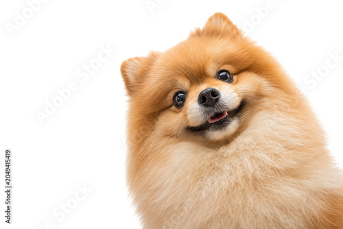 Fotografie Adorable fluffy Pomeranian dog tilting its head with a happy expression, isolated on a clean background