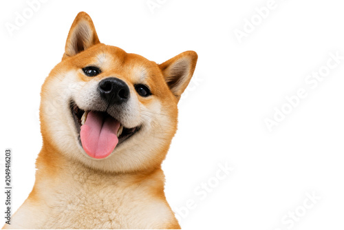 Canvas Print Happy Shiba Inu dog with tongue out looking at the camera, isolated on a white background
