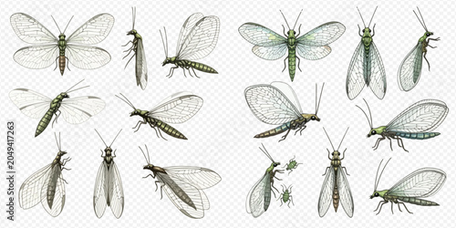 Fotografi Set of realistic lacewing insects in various poses, showcasing their delicate wings and intricate body structures on a transparent background