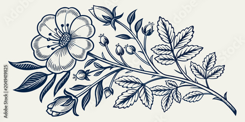 Obraz na płótnie Vintage hand drawn botanical illustration of wild rose branch with flowers buds