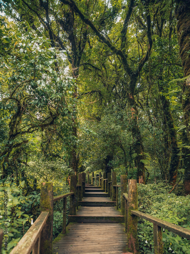 Naklejka premium Wooden boardwalk trail through the ancient mossy cloud forest.