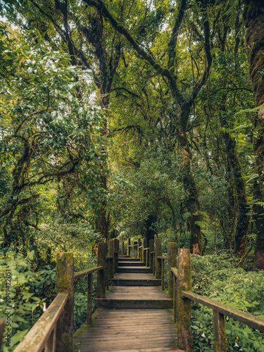 Wooden boardwalk trail through the ancient mossy cloud forest.