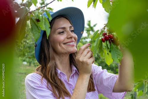 Woman in blue hat picking ripe cherries from a tree on a sunny day