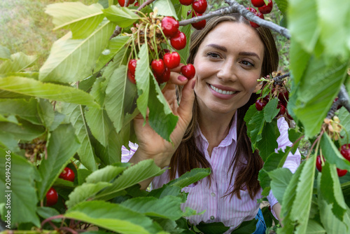 Woman picking ripe cherries from a tree on a sunny summer day