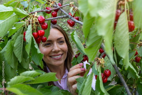 Smiling woman peeking through cherry tree branches laden with ripe fruit