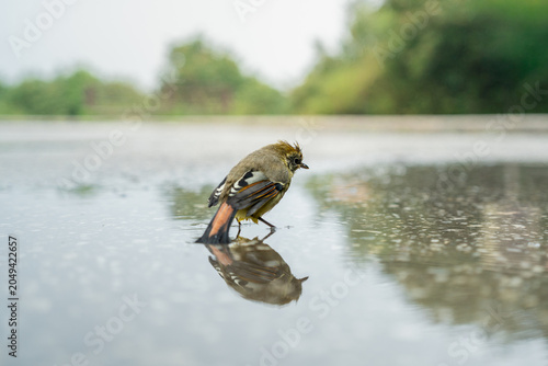 Small wild bird standing on a wet surface with a beautiful reflection.