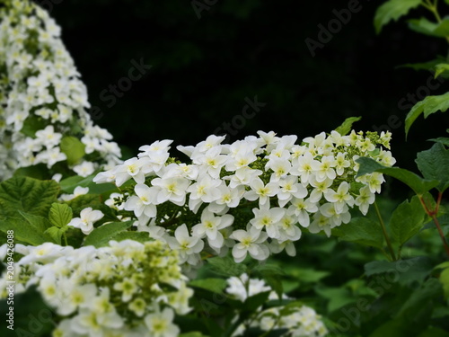 Obraz na płótnie 円錐形に咲くカシワダアジサイの花
