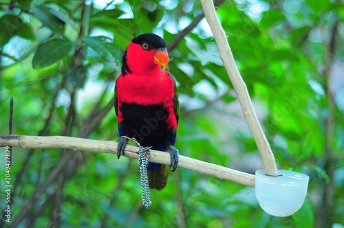 Bild auf Leinwand Black-capped lory perched on a wooden branch with vibrant red and black plumage,