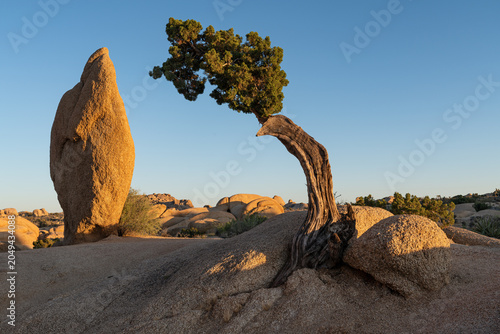 Fotografía The  Juniper Tree and Monolith