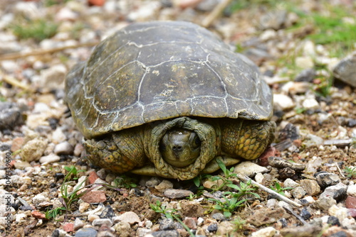 Hermann's tortoise Testudo hermanni here in area of village Lorqui in Spain