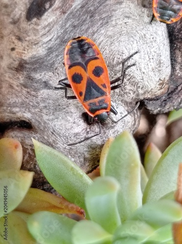 insecte