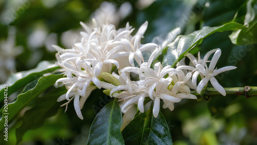 Delicate white coffee flowers bloom on lush green leaves, showcasing nature's beauty and the beginnings of coffee production.