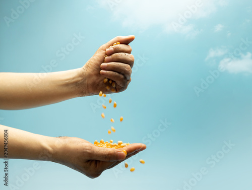 Hands pouring raw corn seeds against blue sky in sunlight. Agriculture, farming, food production