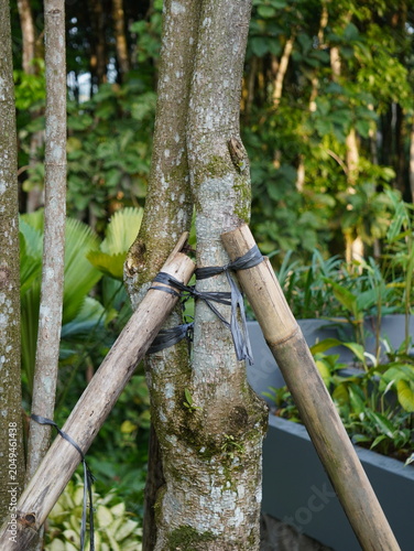 Foto Tree trunk supported by sturdy bamboo stakes tied with black plastic strips in a