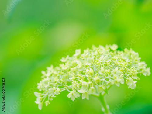 Fotografie 木陰でひっそりと開花し始めたアジサイ。梅雨から初夏の公園や花壇を彩るアジサイ（アナベル）のある風景。自然風景素材。