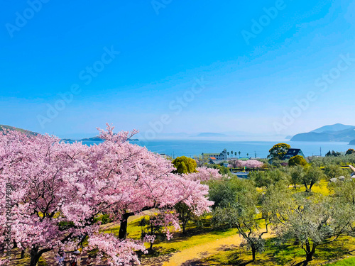 Cuadro en lienzo Beautiful cherry blossoms and olive trees overlooking the Seto Inland Sea in Sho