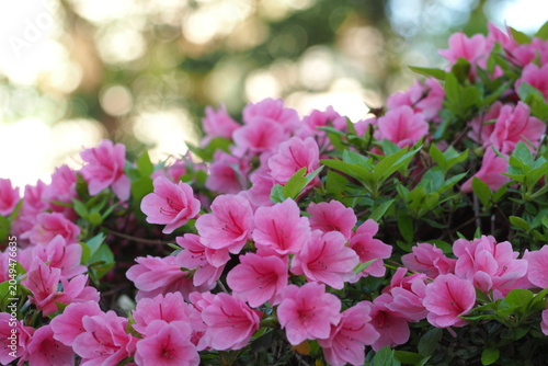 Obraz na płótnie 花　植物　公園　　Flowers in the park
