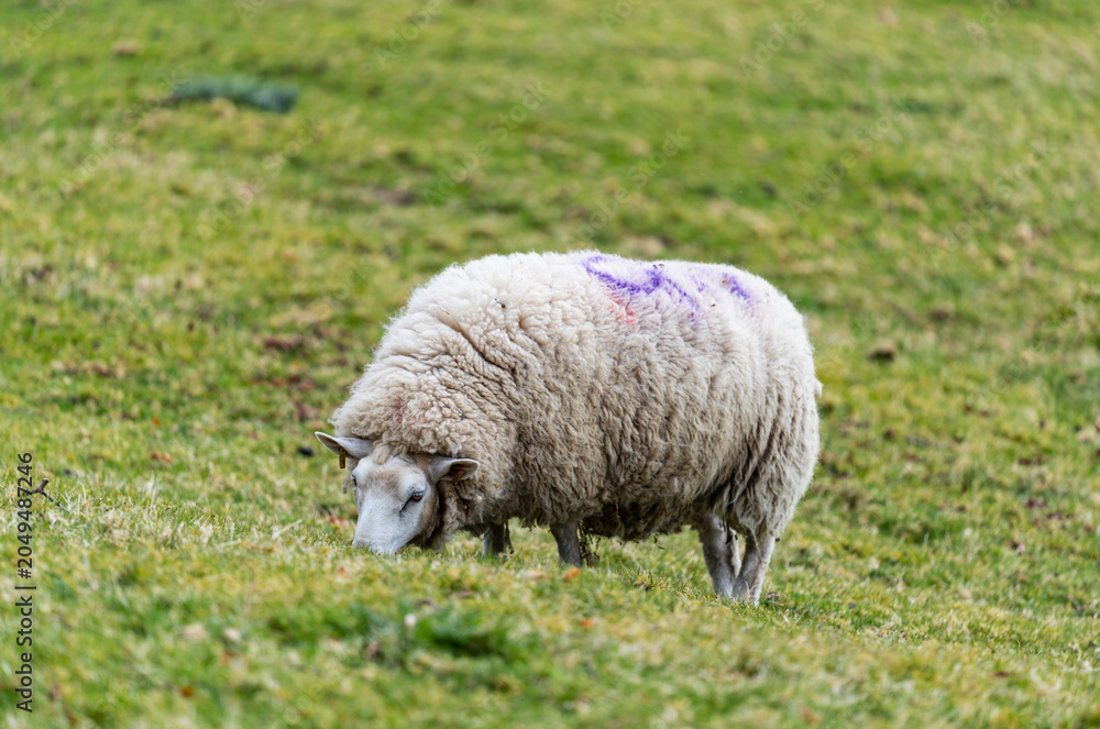 Fototapeta premium closeup of sheep on grass